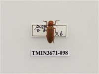 藏品(叩頭蟲(2))的圖片